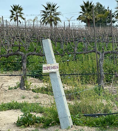 Photo of grapes on vines.